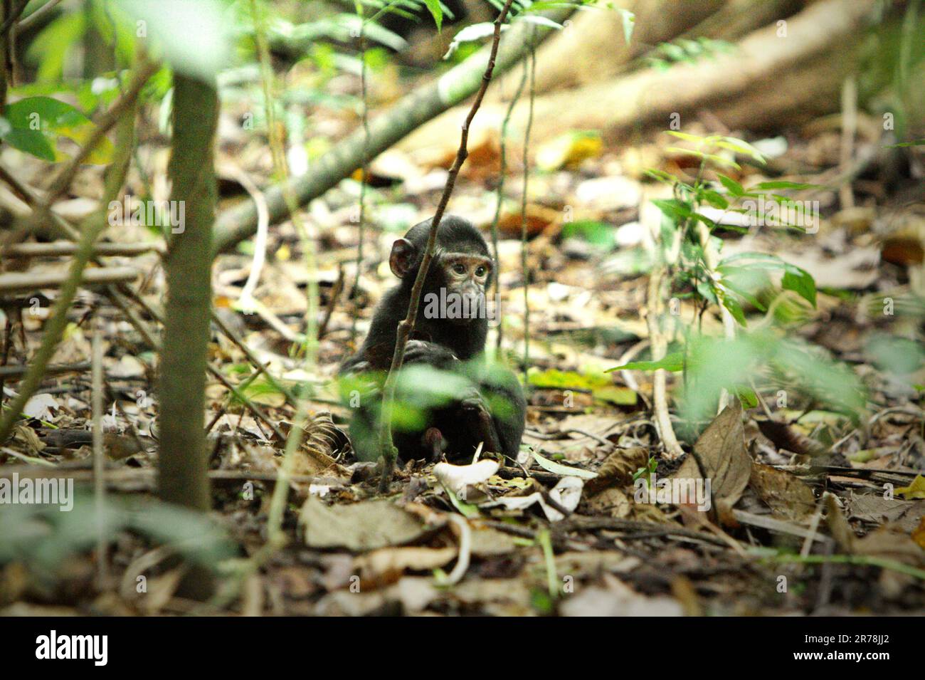Umweltporträt eines Celebes-Schwarzkammmakaken (Macaca nigra)-Säuglings, das auf dem Waldboden im Naturschutzgebiet Tangkoko, North Sulawesi, Indonesien, liegt. Laut Oswald J. Schmitz, dem Oastler-Professor für Bevölkerungsforschung und Ökologie an der Yale School of the Environment, der am Phys.Org 28. März 2023 veröffentlicht wurde, könnte der Schutz von Wildtieren weltweit die natürliche Kohlenstoffabscheidung und -Speicherung durch die Aufladung von Kohlenstoffsenken des Ökosystems erheblich verbessern. Stockfoto
