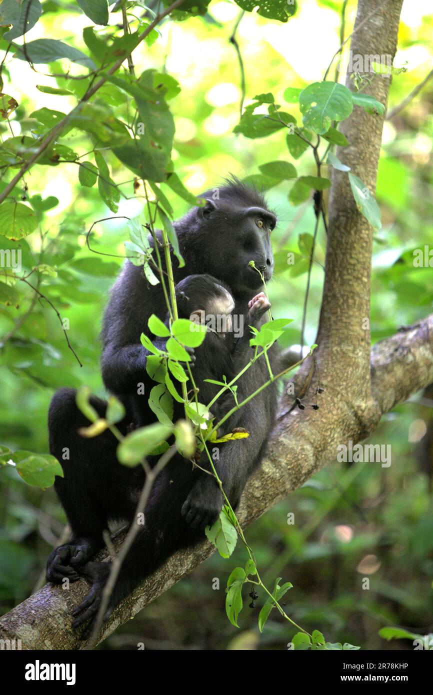 Porträt einer Sulawesi-Schwarzkammmakaken (Macaca nigra)-Frau, die sich um ein Kleinkind kümmert, während sie auf einem Ast eines Baumes im Naturschutzgebiet Tangkoko, North Sulawesi, Indonesien sitzt. Laut Oswald J. Schmitz, dem Oastler-Professor für Bevölkerungsforschung und Ökologie an der Yale School of the Environment, der am Phys.Org 28. März 2023 veröffentlicht wurde, könnte der Schutz von Wildtieren weltweit die natürliche Kohlenstoffabscheidung und -Speicherung durch die Aufladung von Kohlenstoffsenken des Ökosystems erheblich verbessern. Stockfoto