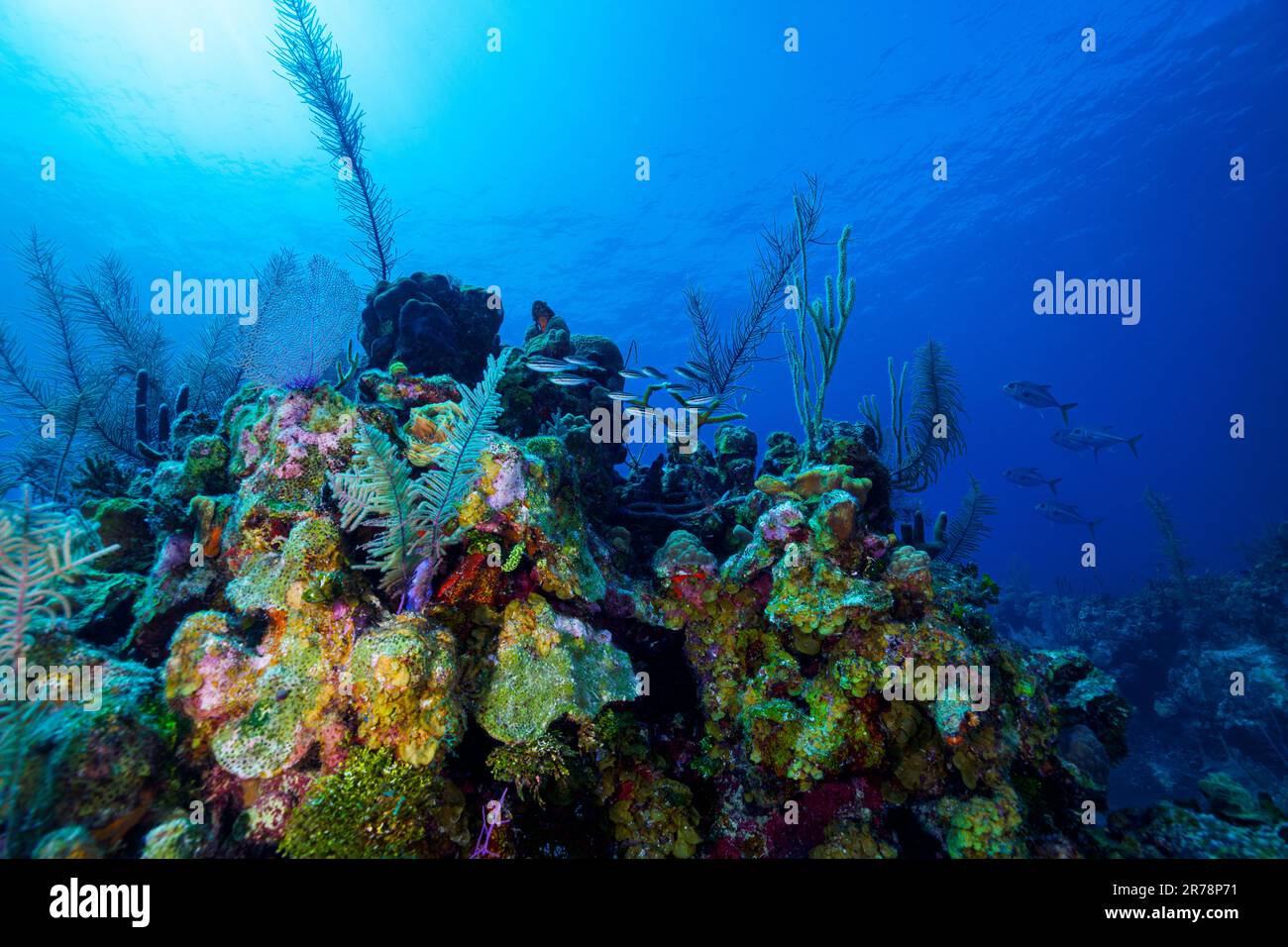 Eine Weitwinkelaufnahme des bunten und gesunden Riffs mit Schlauchschwammen und Fans entlang des Belize Barrier Reef Stockfoto