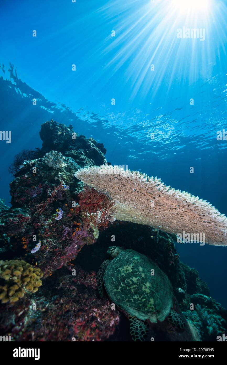 Ein Weitwinkelbild des Korallenriffs mit einer Meeresschildkröte, die unter einer Tischkoralle ruht, und einem Sonnenschein durch das klare Wasser von Raja Ampat, Indonesien Stockfoto