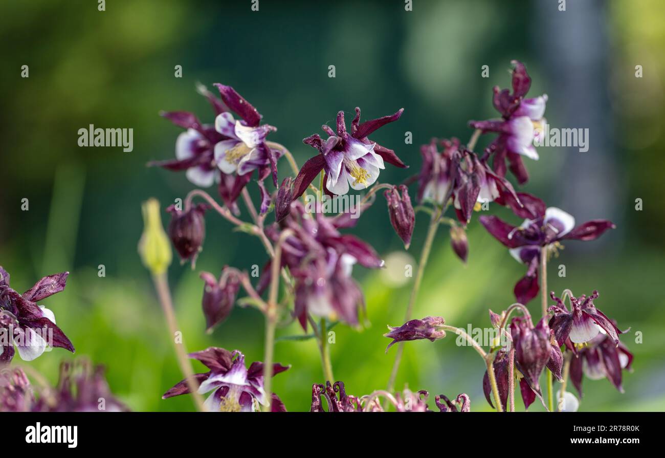 „William Guiness“ Europäische Kolumne, Akleja (Aquilegia vulgaris) Stockfoto