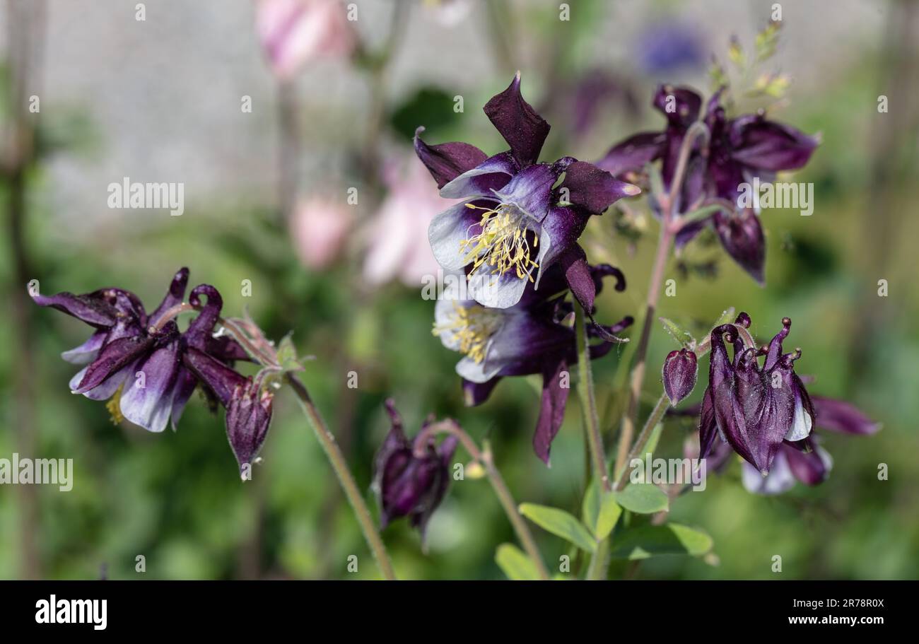 „William Guiness“ Europäische Kolumne, Akleja (Aquilegia vulgaris) Stockfoto