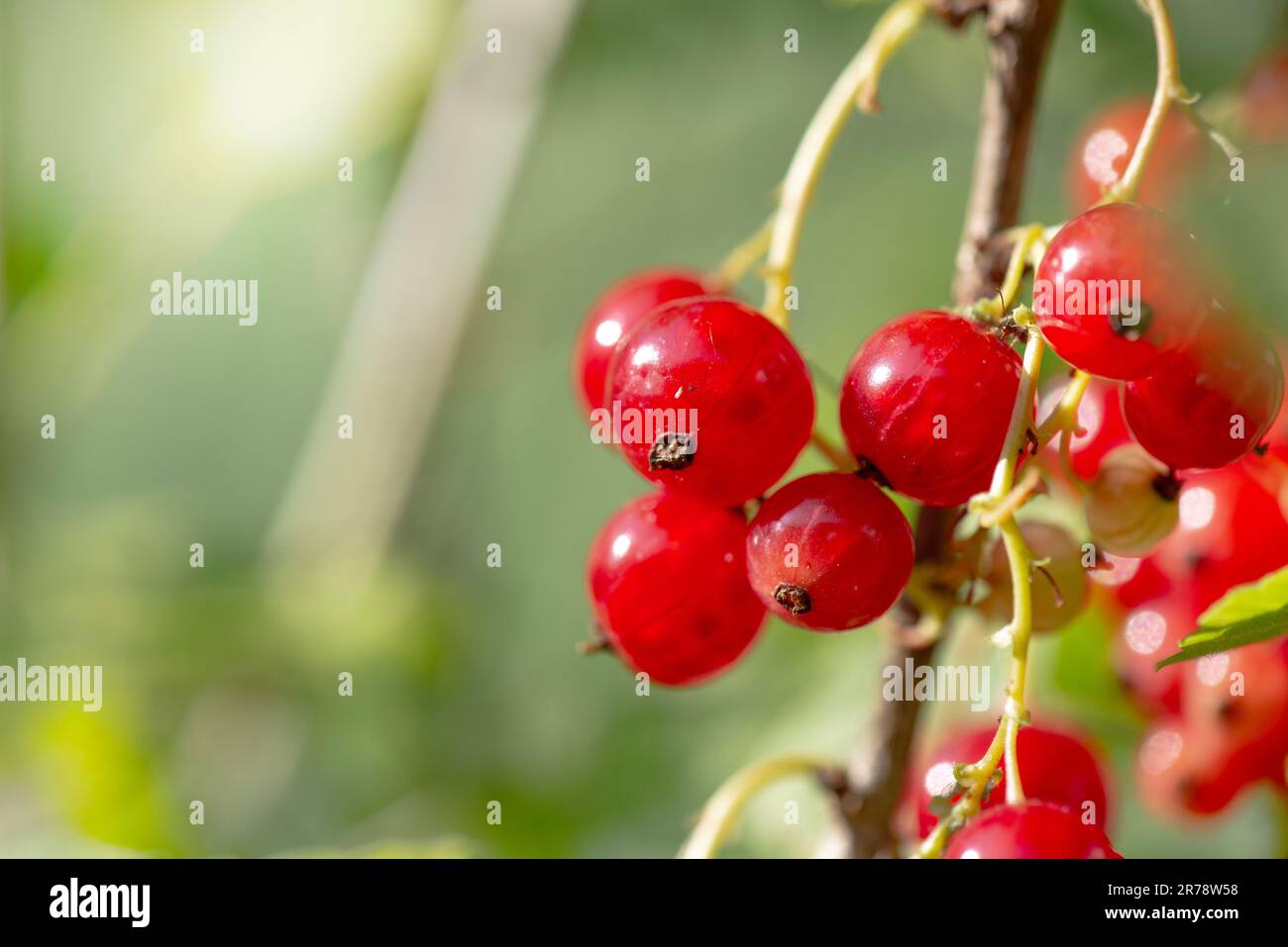 Nahaufnahme eines Zweigs reifer roter Johannisbeeren in einem Garten auf grünem Hintergrund. Im sonnigen Licht Stockfoto