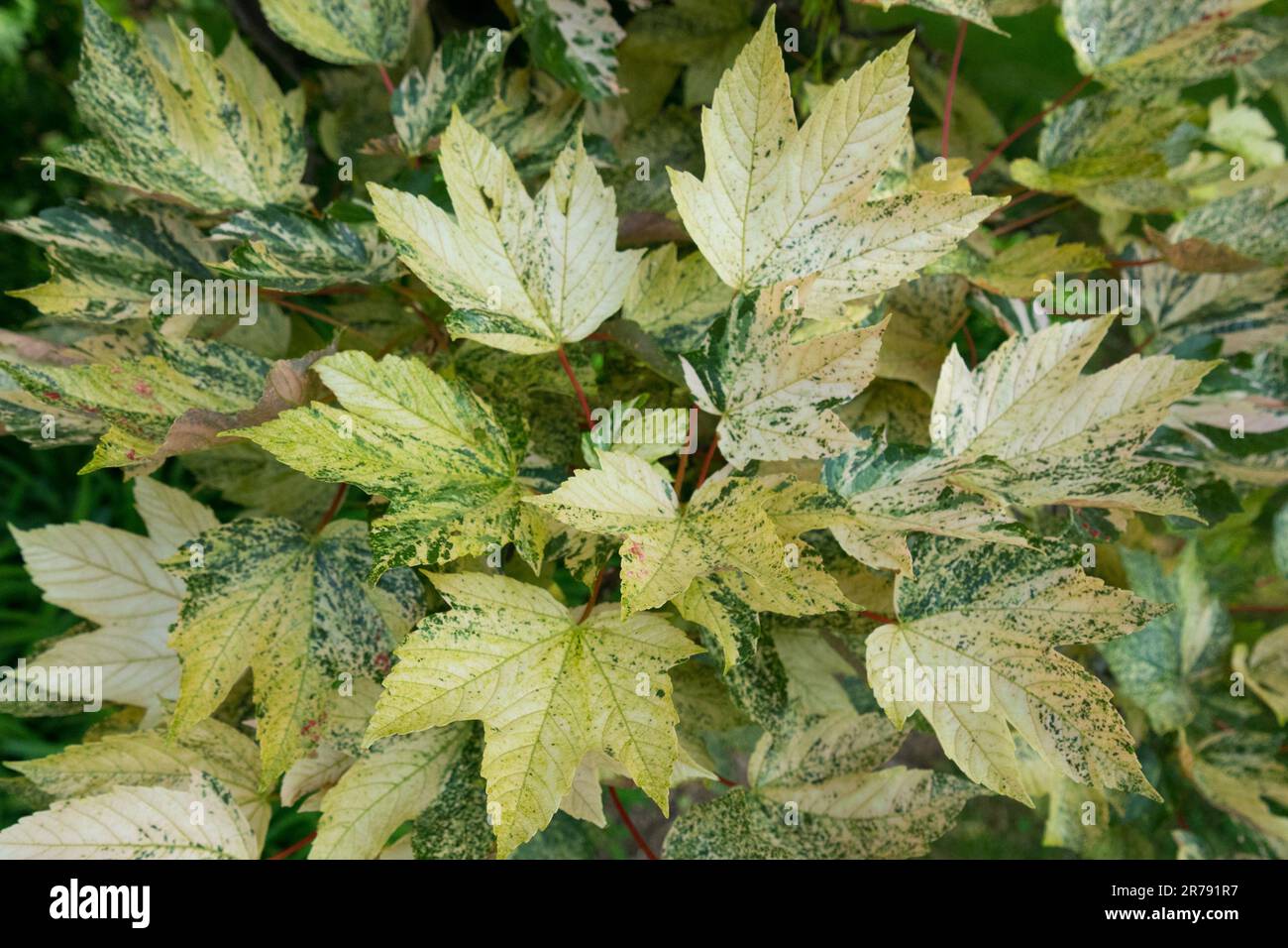 Sycamore Baum, Acer pseudoplatanus „Nizetii“, Sommer, gesprenkelt, Farbe, Hinterlässt einen variegierten Sycamore Maple Stockfoto