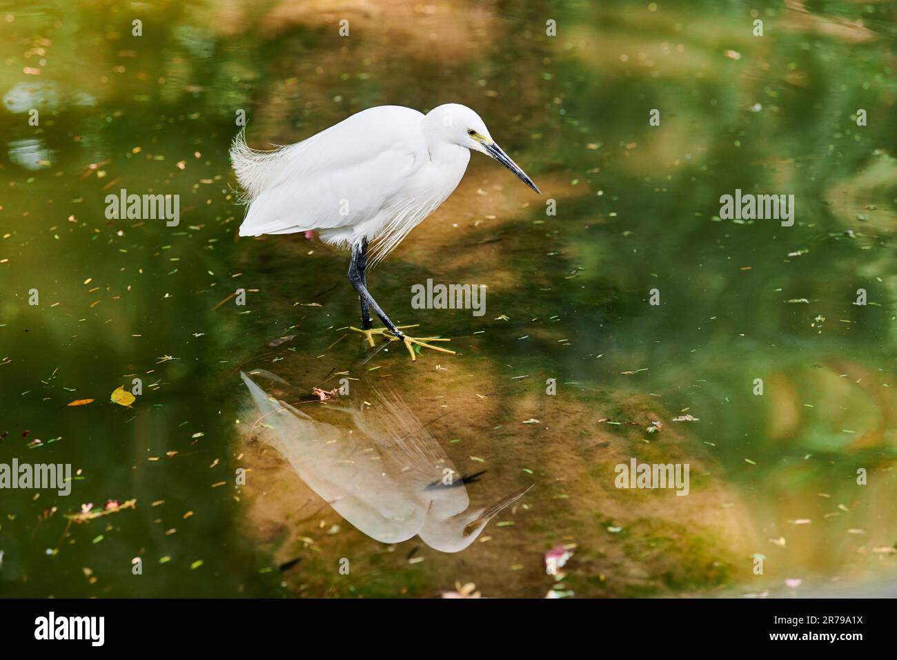 Little Egret kleine Reiher Weiße Vögel jagen auf dem See im indian Lodi