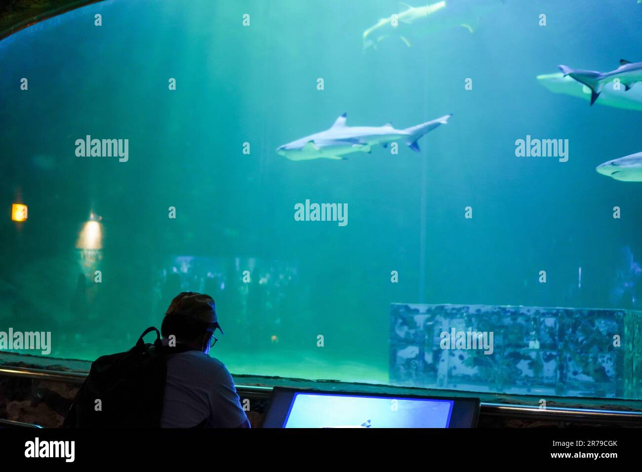 Ein Mann, der am 28. Januar 2023 eine Haishow im riesigen Aquarium in Seaworld Ancol, Jakarta, genießt. Faszinierendes Hai-Spektakel Stockfoto