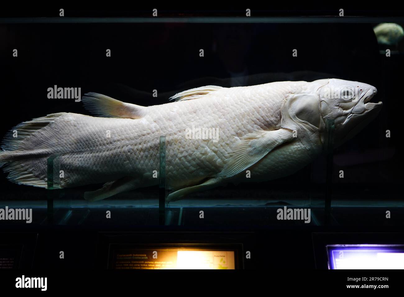 28. Januar 2023: Außergewöhnlicher Anblick eines erhaltenen Coelacanth in einem Aquarium in Seaworld, Ancol, Jakarta Stockfoto