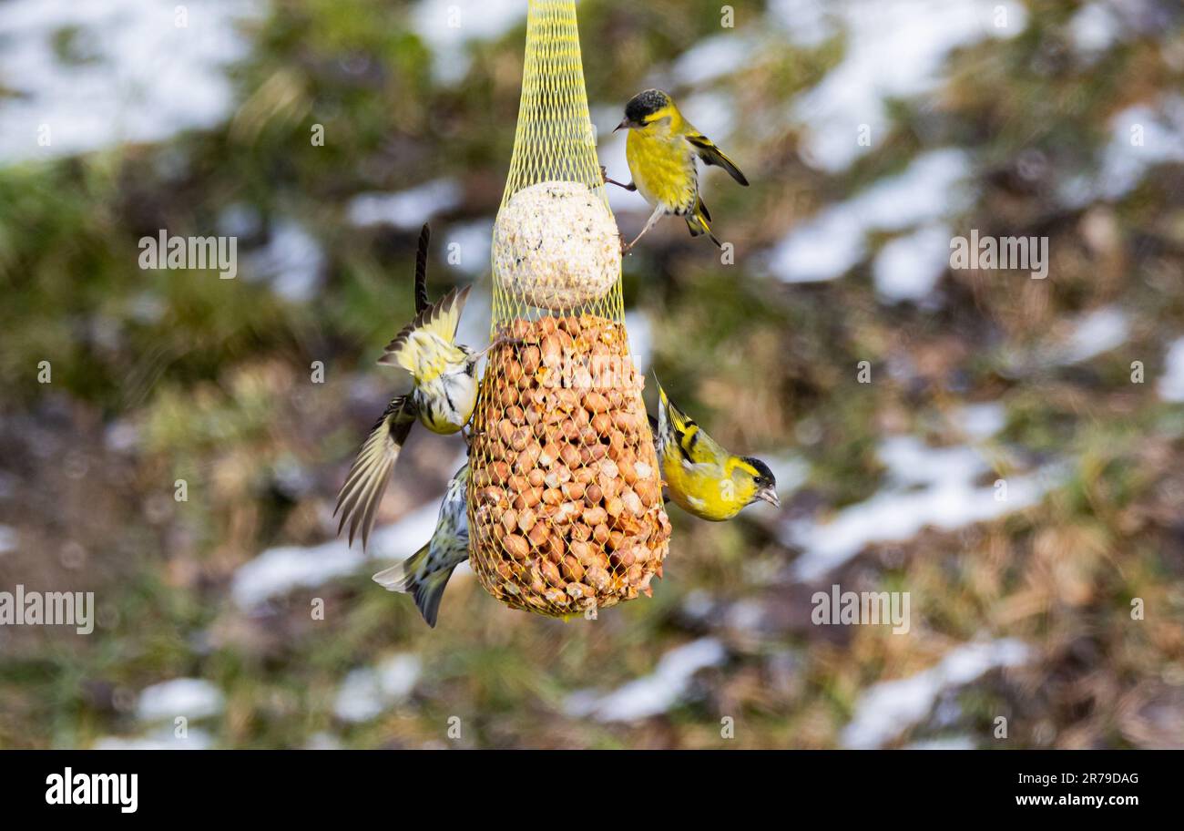 Eine Nahaufnahme eurasischer Siskin (Spinus spinus) in der Nähe eines Vogelfutters, der an einem Baum hängt Stockfoto