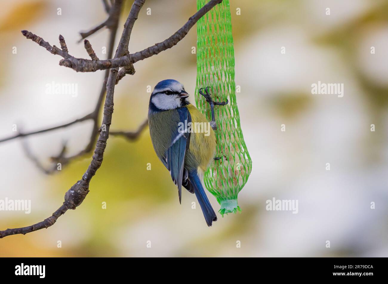 Eine Nahaufnahme eurasischer Siskin (Spinus spinus) in der Nähe eines Vogelfutters, der an einem Baum hängt Stockfoto