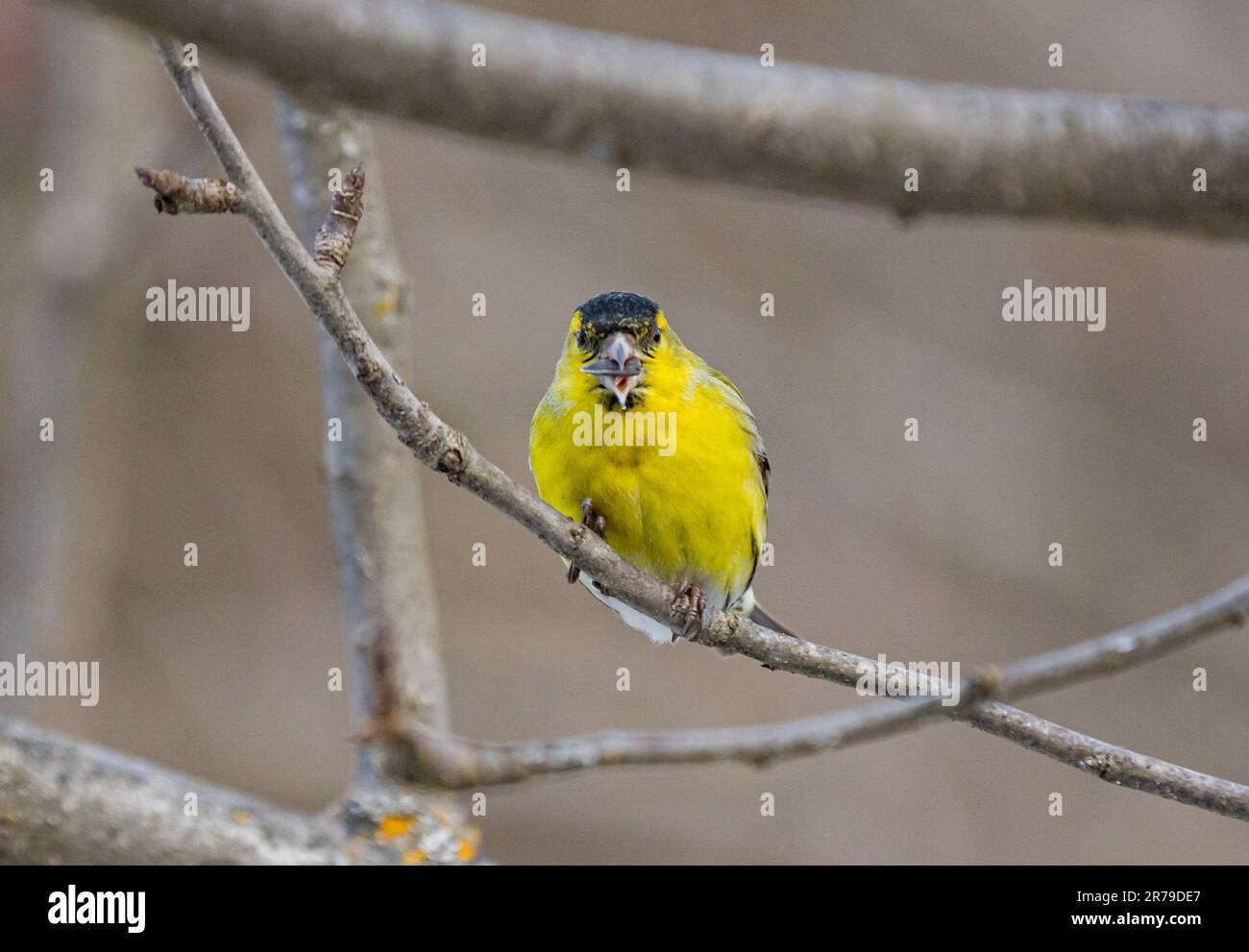 Eine Nahaufnahme eurasischer Siskin (Spinus spinus) in der Nähe eines Vogelfutters, der an einem Baum hängt Stockfoto