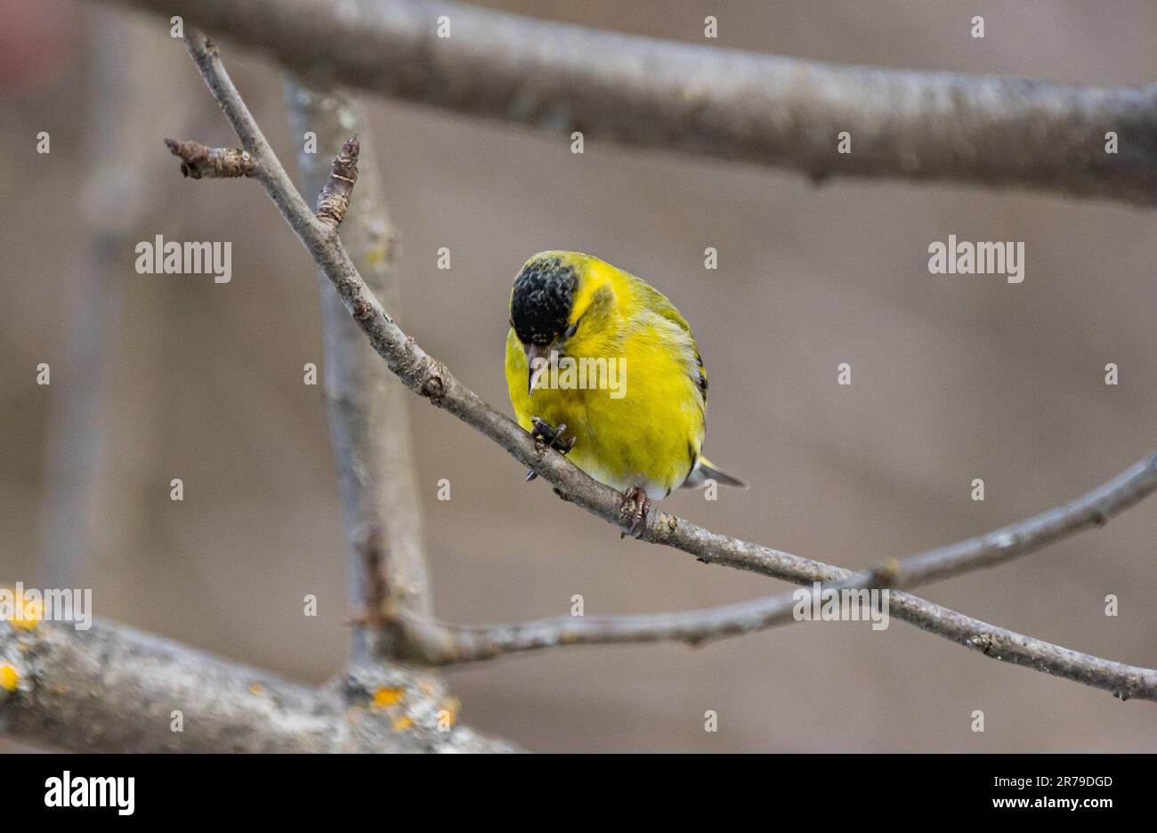 Eine Nahaufnahme eurasischer Siskin (Spinus spinus) in der Nähe eines Vogelfutters, der an einem Baum hängt Stockfoto