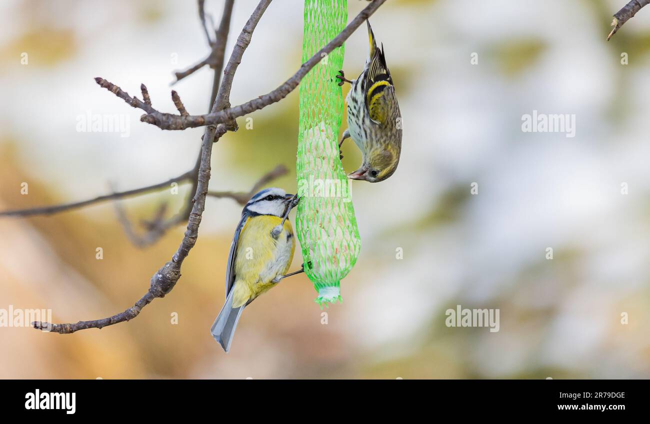 Eine Nahaufnahme eurasischer Siskin (Spinus spinus) in der Nähe eines Vogelfutters, der an einem Baum hängt Stockfoto