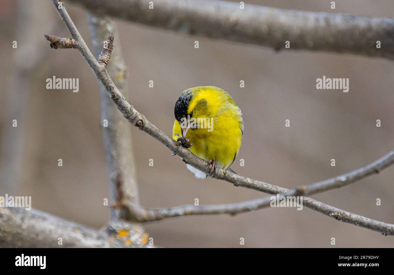 Eine Nahaufnahme eurasischer Siskin (Spinus spinus) in der Nähe eines Vogelfutters, der an einem Baum hängt Stockfoto