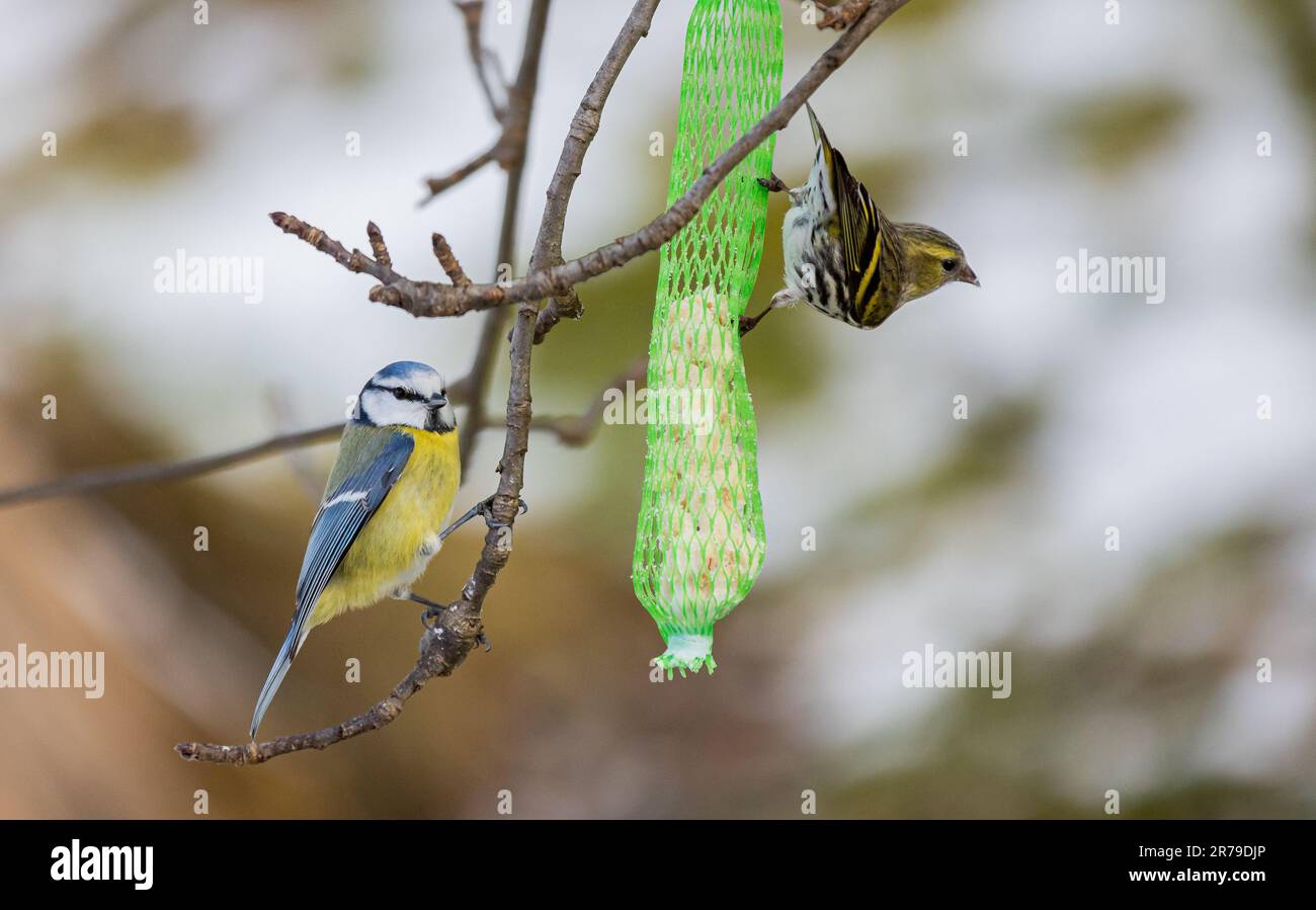 Eine Nahaufnahme eurasischer Siskin (Spinus spinus) in der Nähe eines Vogelfutters, der an einem Baum hängt Stockfoto