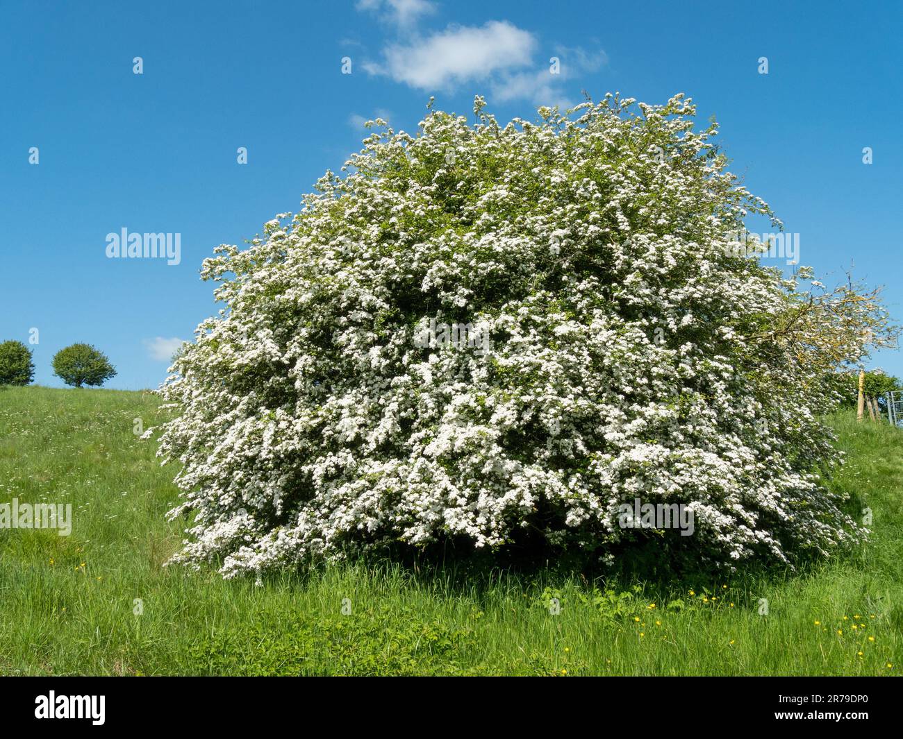 Isolierter, mit wunderschönen weißen Blüten bedeckter Weissdornbaum im späten Frühling auf einem Grasfeld mit blauem Himmel, Leicestershire, England, Großbritannien Stockfoto