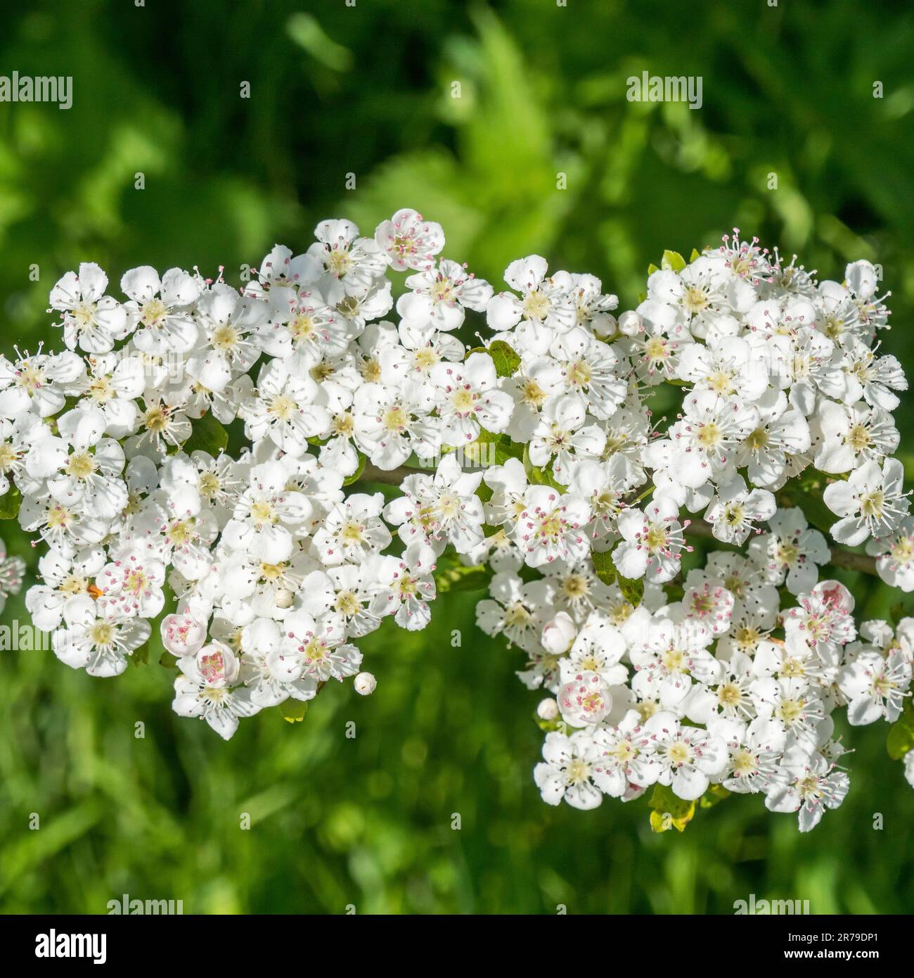 Nahaufnahme der Blüte von weißem Weissdorn (Crataegus monogyna) und grünem Blattwerk, Mai, Vereinigtes Königreich. Stockfoto