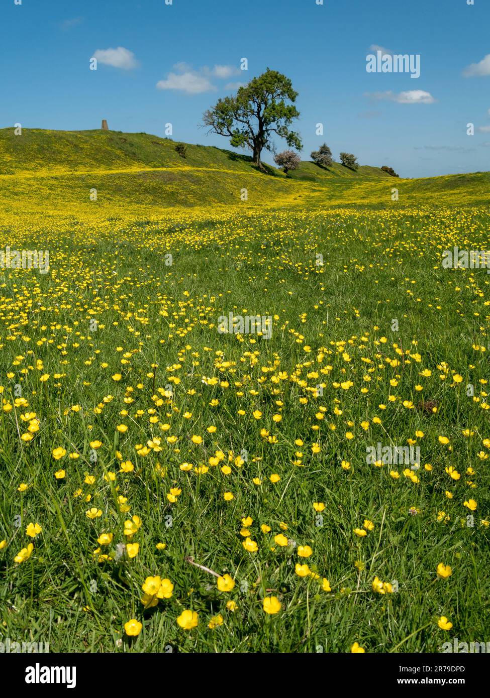 Ein grünes Grasfeld mit leuchtend gelben Butterblumen (Ranunculus) mit den Festungsmauern von Burrough Hill im Juni in Leicestershire, England. Stockfoto
