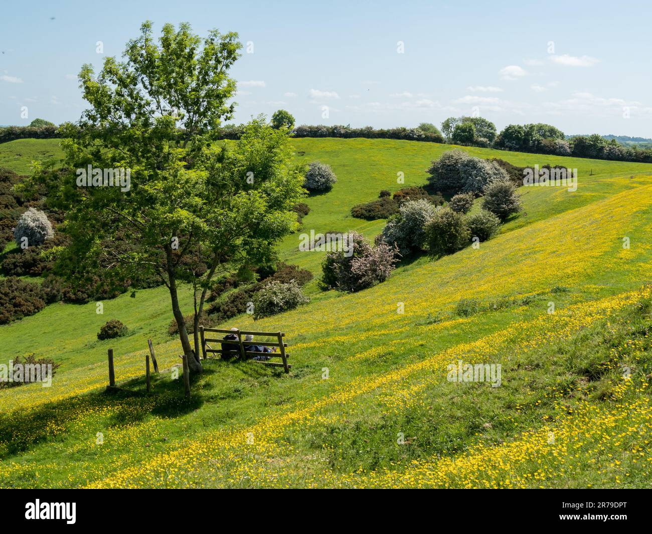 Ältere Paare genießen ein Picknick unter gelben Butterblumen auf den Hängen des Burrough Hill in Leicestershire Countryside, England, Großbritannien Stockfoto