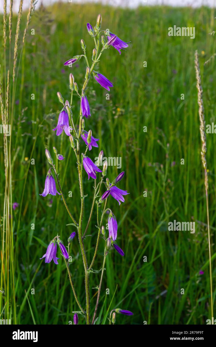 Nahaufnahme campanula sibirica mit verschwommenem Hintergrund im Sommergarten. Stockfoto