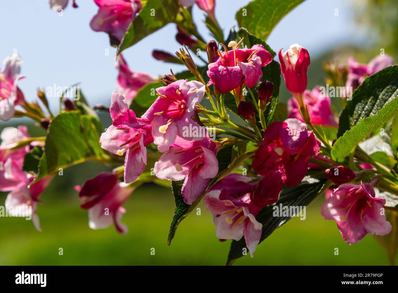 Bunte Weigela praecox Bouquet Rose Blumen mit fünf-Lobel-Blüten, Nahaufnahme. Weigela ist ein Laub-, Zier- und blühender Strauß, ein beliebter Garten Stockfoto