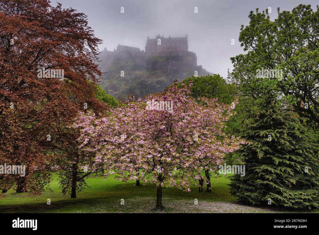 Princes Street Gardens in Edinburgh, Schottland, Großbritannien. Kirschblütenbaum im Frühling und Blick auf Edinburgh Castle im Nebel. Stockfoto