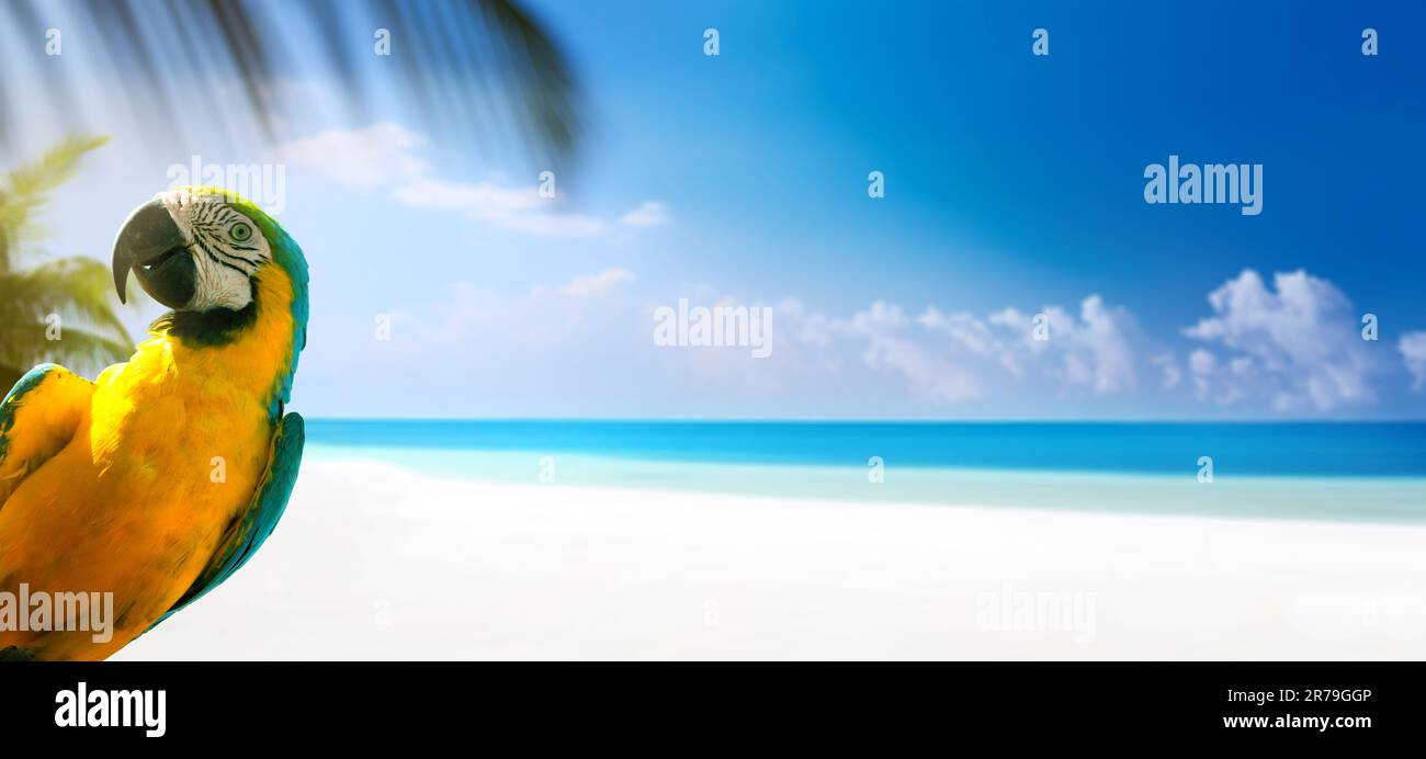 Sommerurlaub am tropischen Sandstrand; Bannerdesign mit Kopierbereich Stockfoto