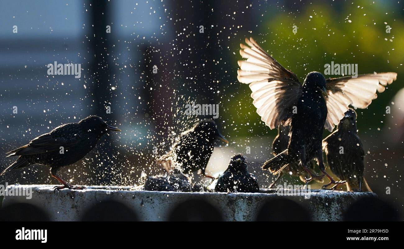 Stars kühlen sich in einem Vogelbad in Whitley Bay ab. Es wird davon ausgegangen, dass die warmen Temperaturen im gesamten Vereinigten Königreich für den Rest der Woche beibehalten werden, aber das Quecksilber wird wahrscheinlich niedriger bleiben als die jüngsten schweißenden Bedingungen. Foto: Dienstag, 13. Juni 2023. Stockfoto