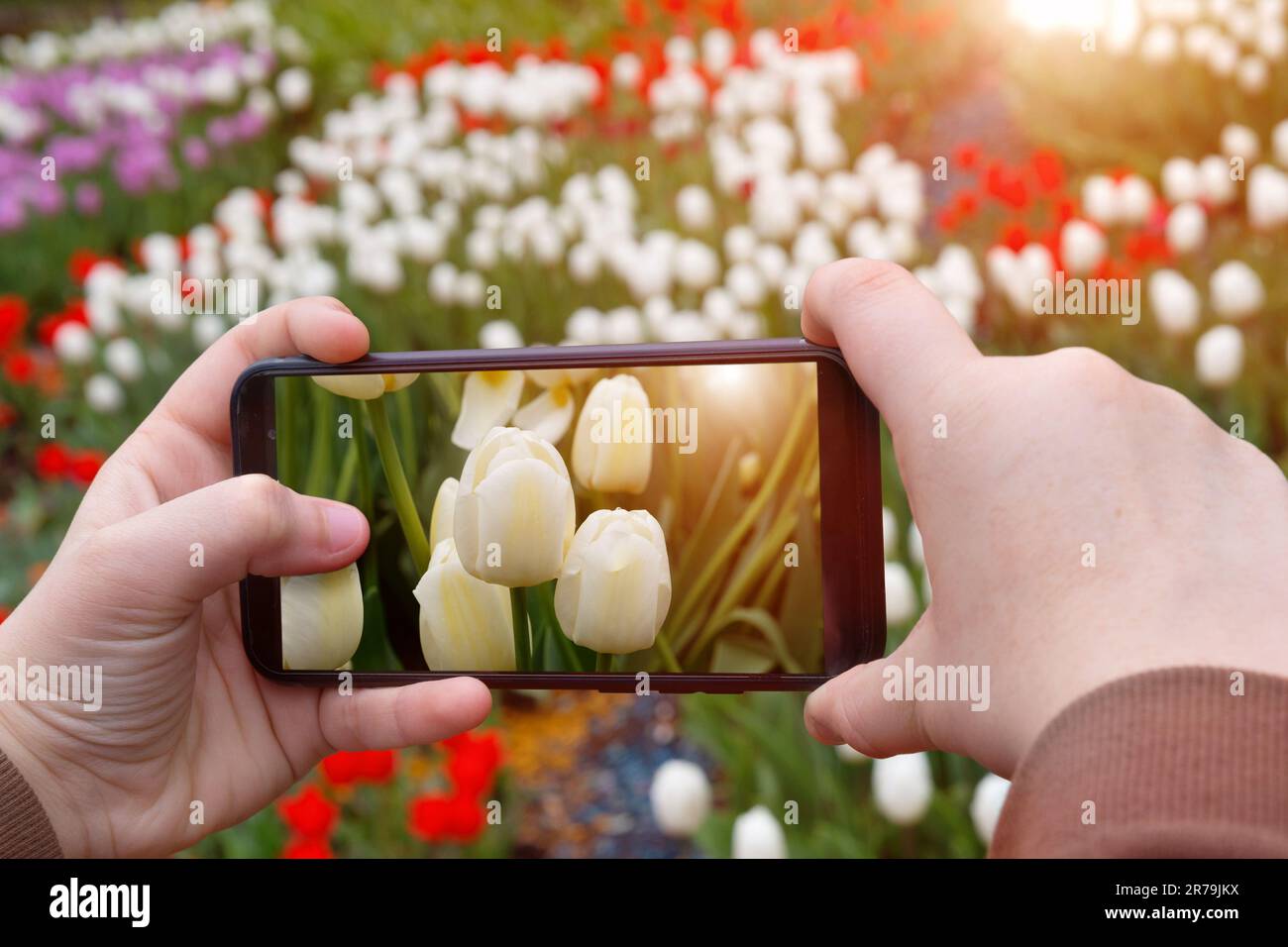 Kinderhände machen ein Bild von Tulpen auf einem Smartphone, Telefon Stockfoto
