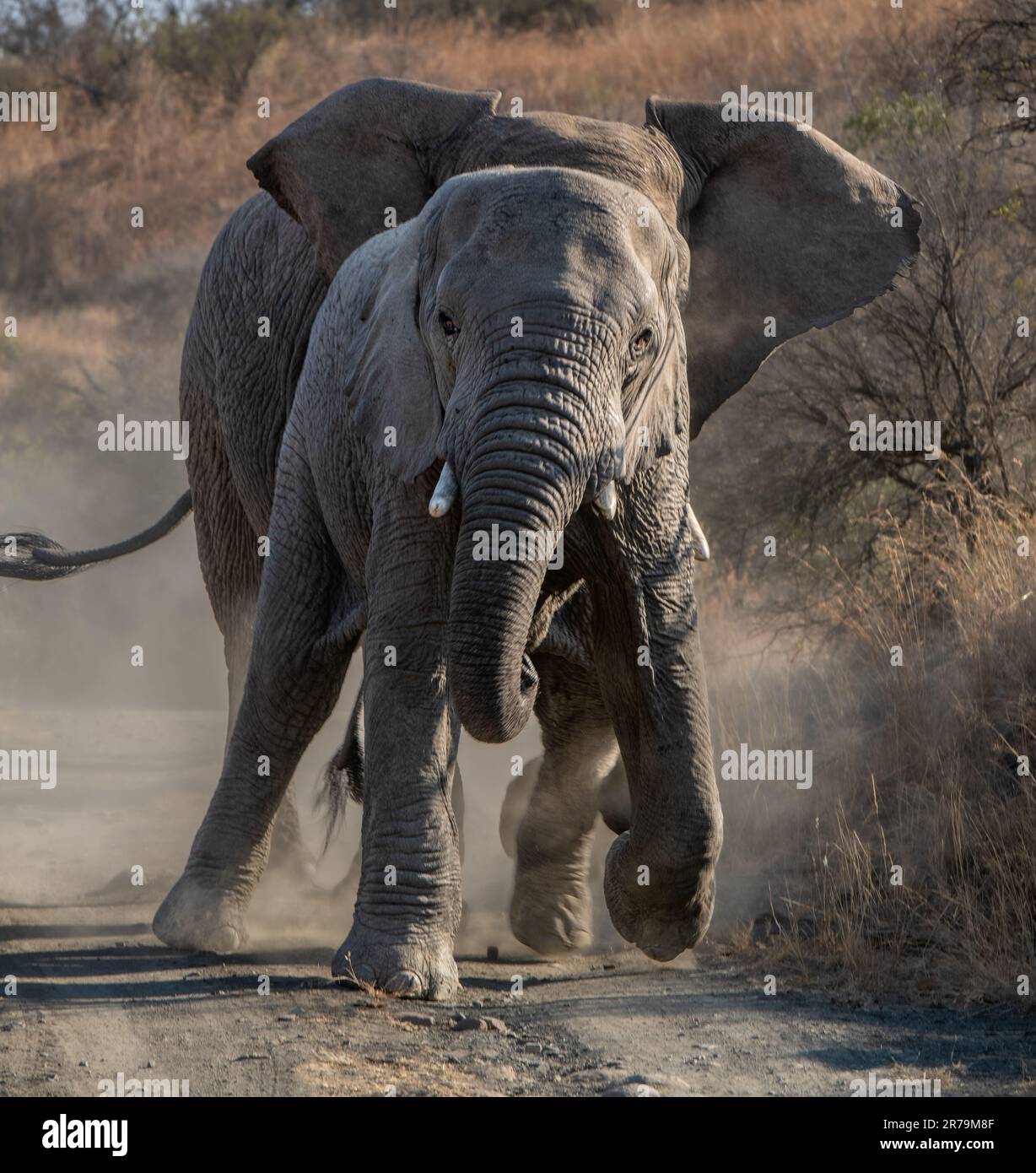 Eine spektakuläre Szene von zwei afrikanischen Elefanten, die über einen sonnenüberfluteten Savannenpfad in ihrem natürlichen Lebensraum laufen Stockfoto