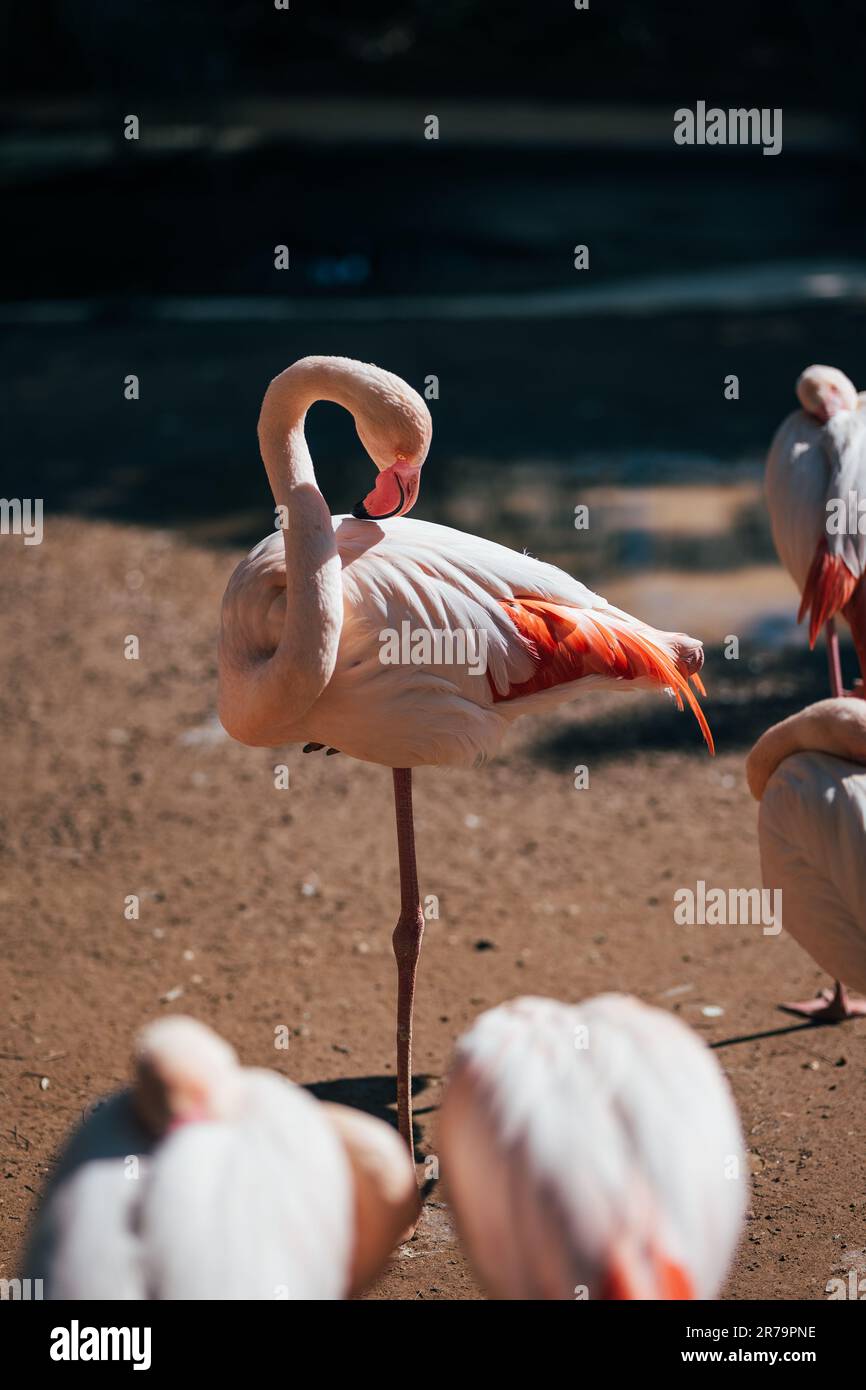 Flamingo steht in der Natur. Wunderschöne Tierwelt mit Schnäbeln und Federn. Stockfoto