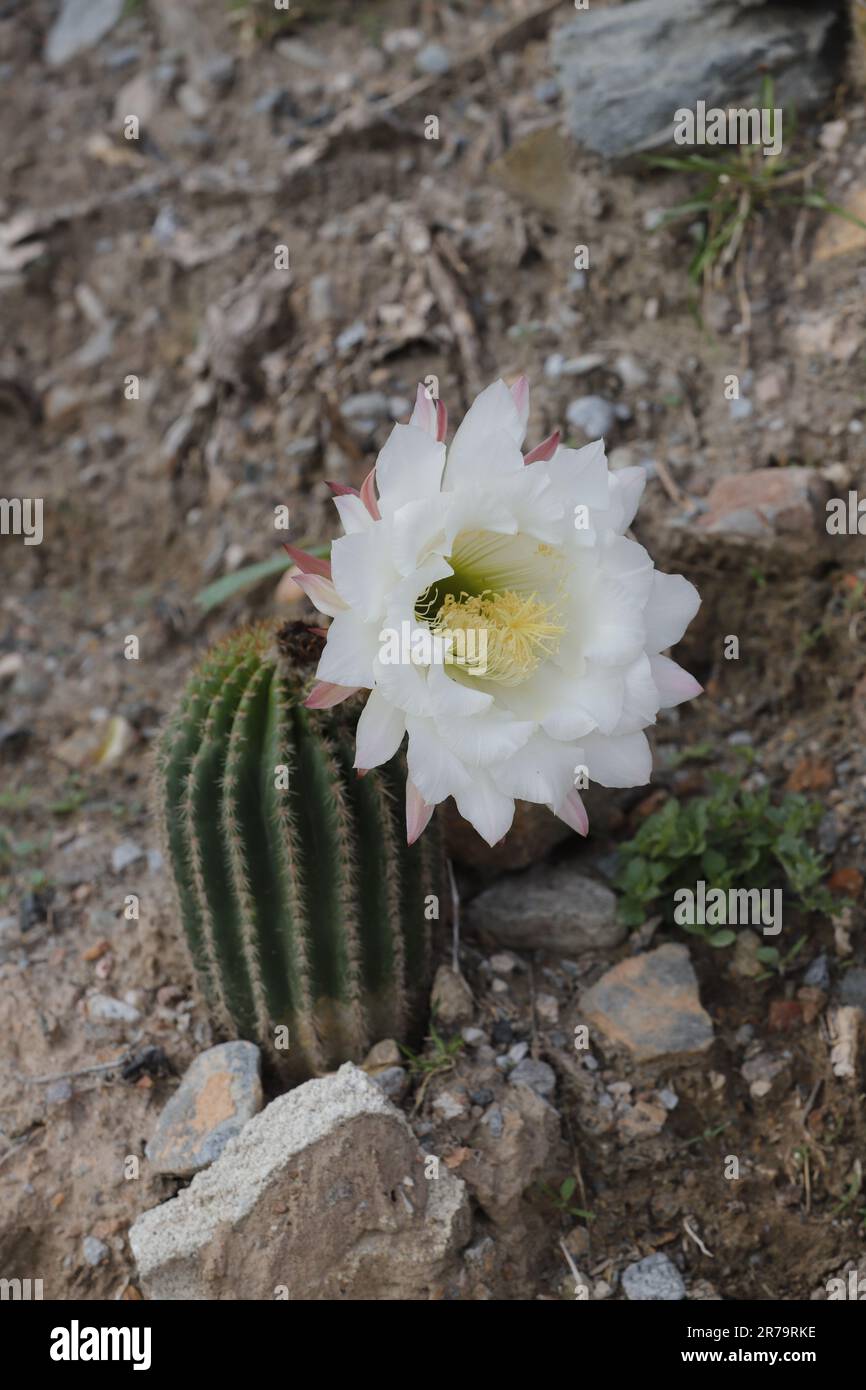 Kaktusblte blht nur einen Tag lang Stockfotografie - Alamy