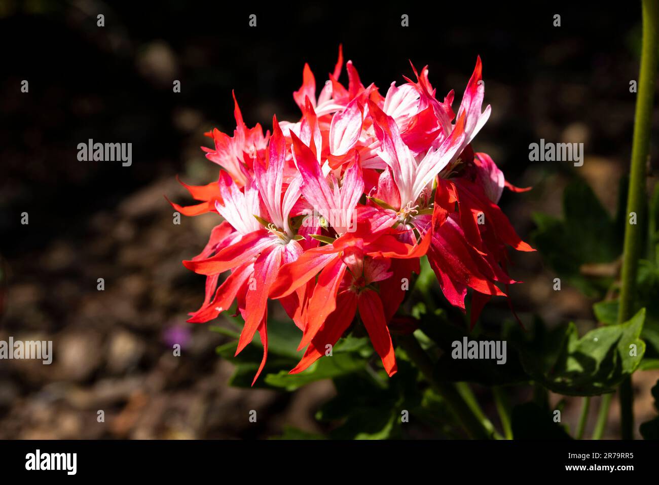 Nahaufnahme der bunten Sommerbettpflanze Zonal Pelargonium Feuerwerk rot-weiß. Speicherplatz nach links kopieren. Stockfoto