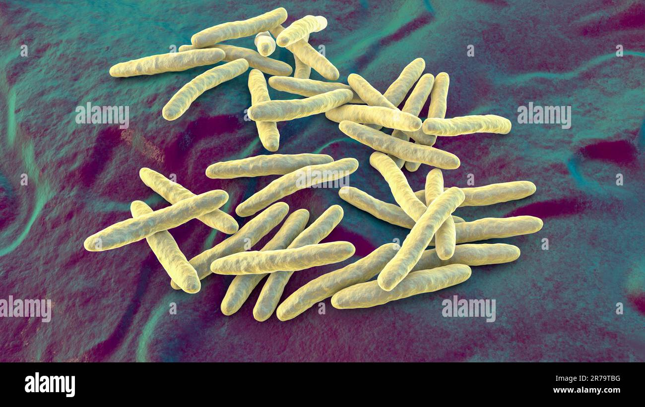 Mycobacterium fortuitum bakterien Fotos und Bildmaterial in hoher