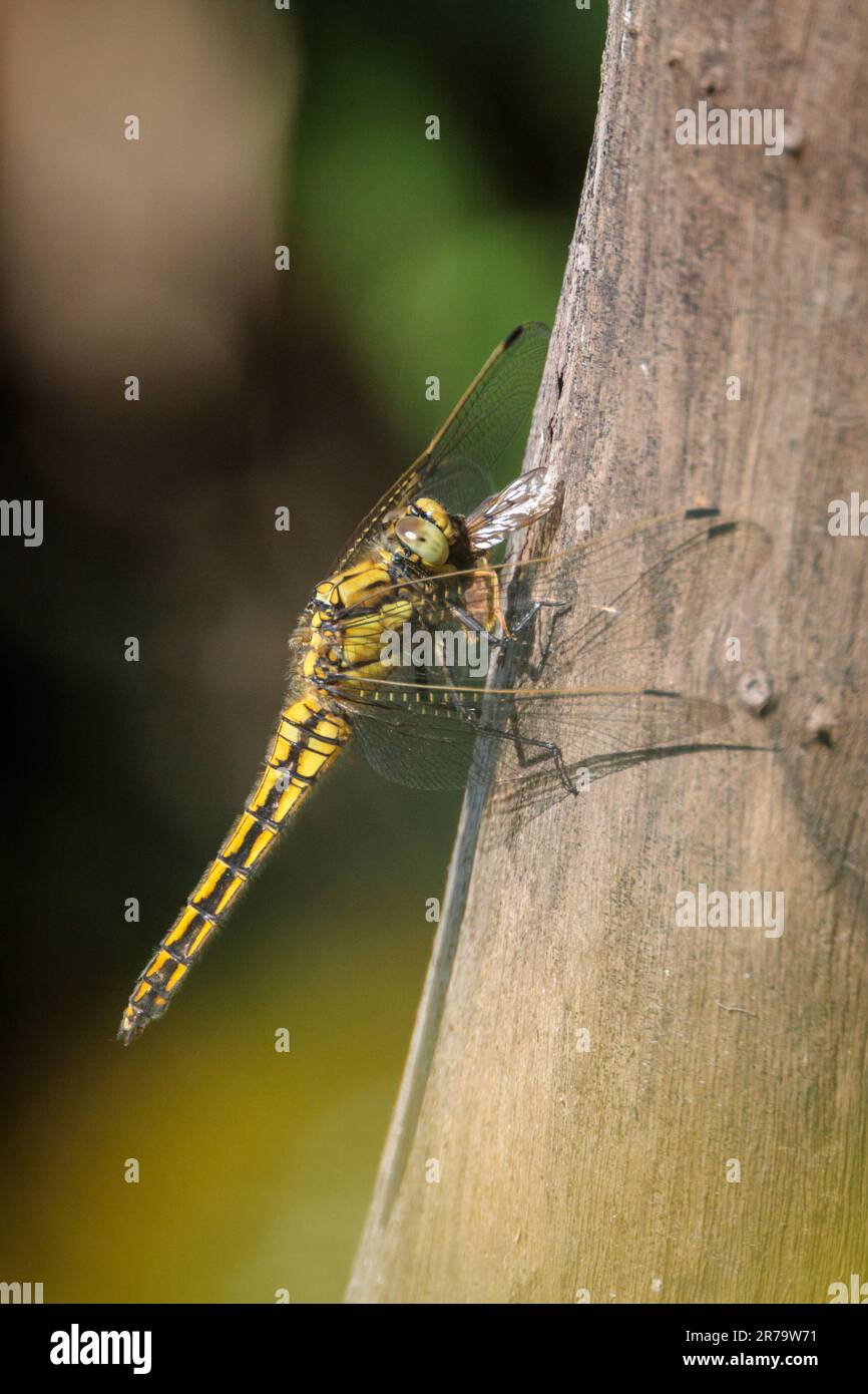 Barn Hill, Wembley, Großbritannien. 14. Juni 2023 Ein Schwarzschwanzschimmer (Orthetrum cancellatum) liegt auf einem Ast, während sie eine Biene isst. Foto: Amanda Rose/Alamy Live News Stockfoto