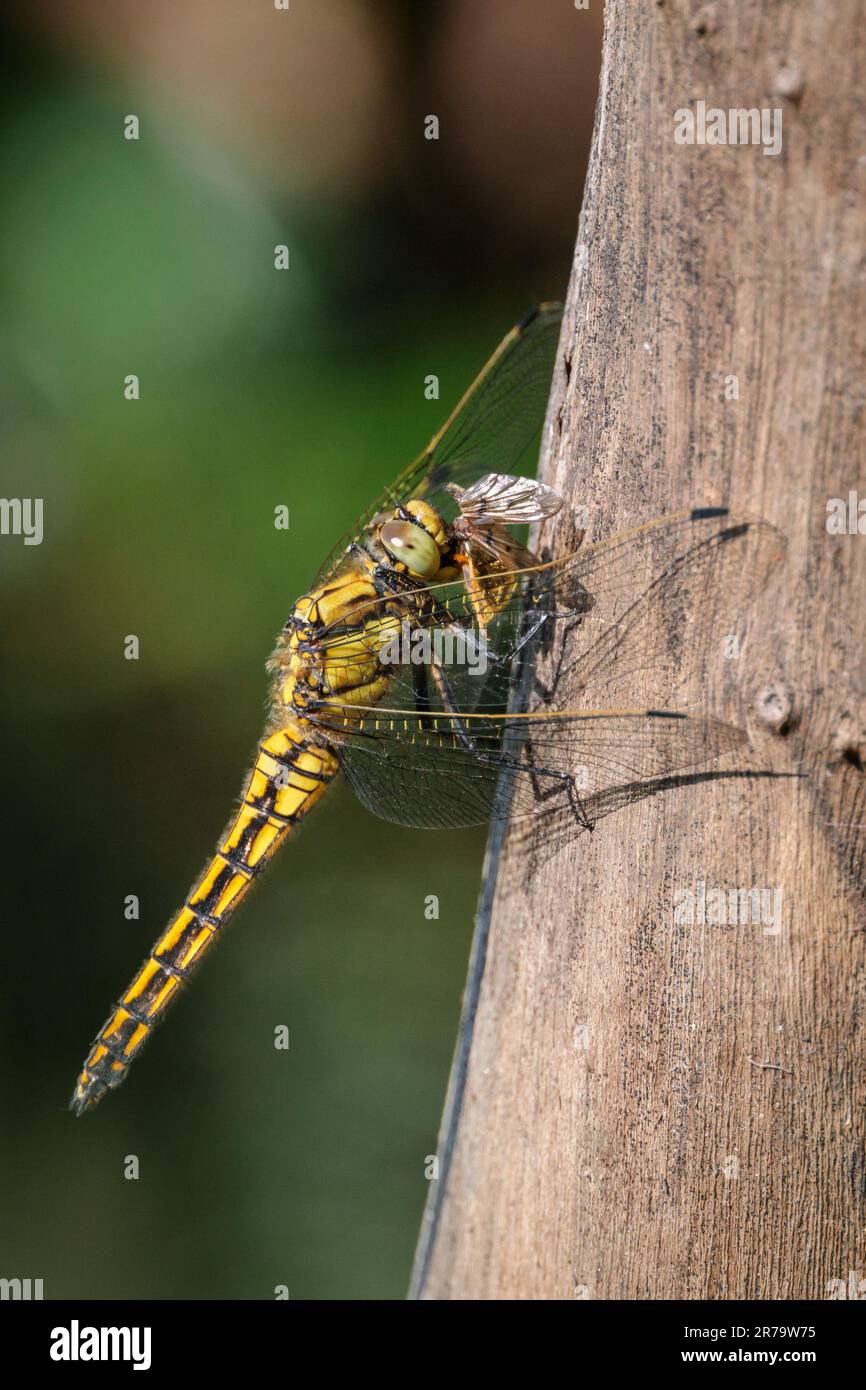 Barn Hill, Wembley, Großbritannien. 14. Juni 2023 Ein Schwarzschwanzschimmer (Orthetrum cancellatum) liegt auf einem Ast, während sie eine Biene isst. Foto: Amanda Rose/Alamy Live News Stockfoto