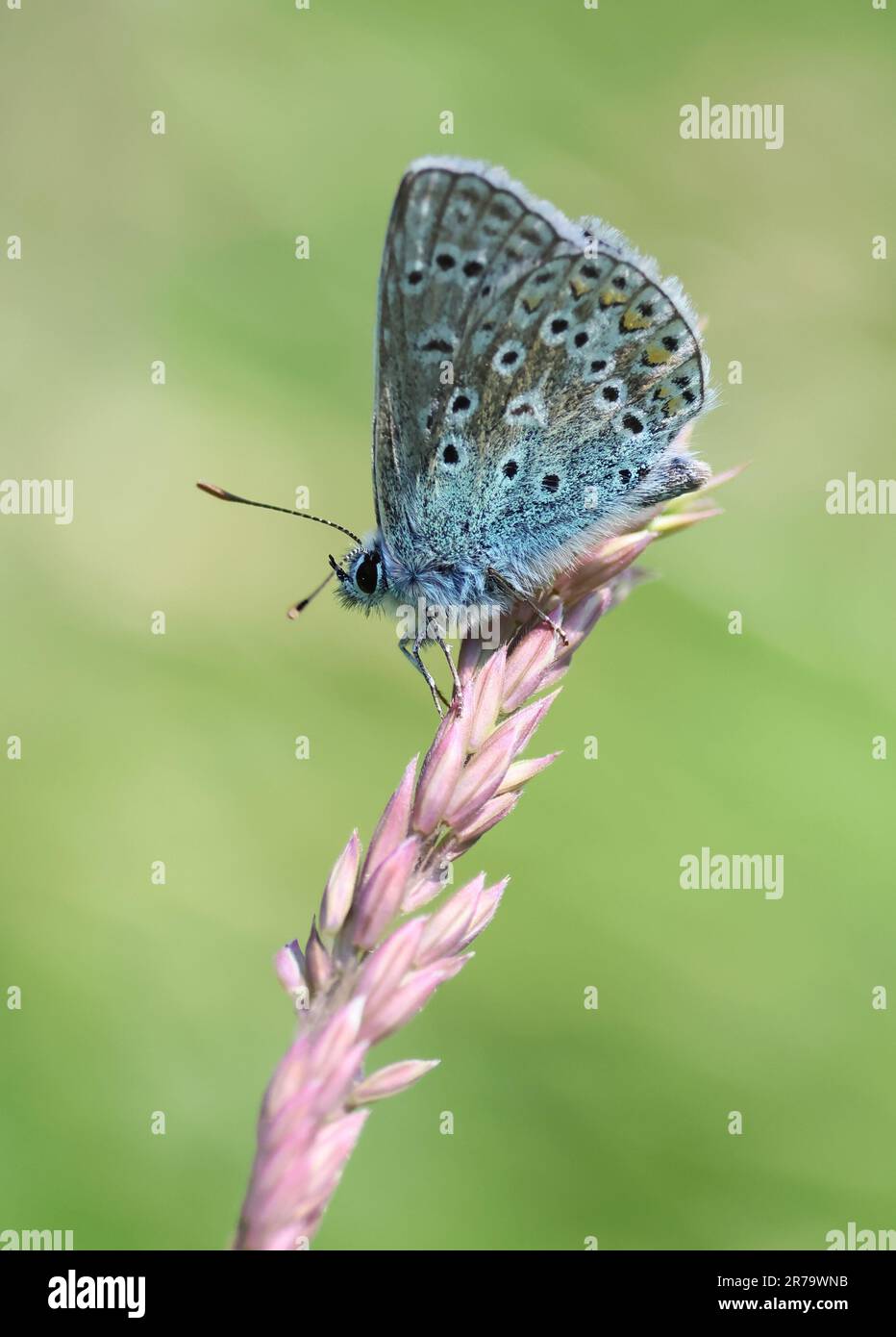 Common Blue Butterfly auf einem Grassamenkopf in Gloucestershire UK Stockfoto