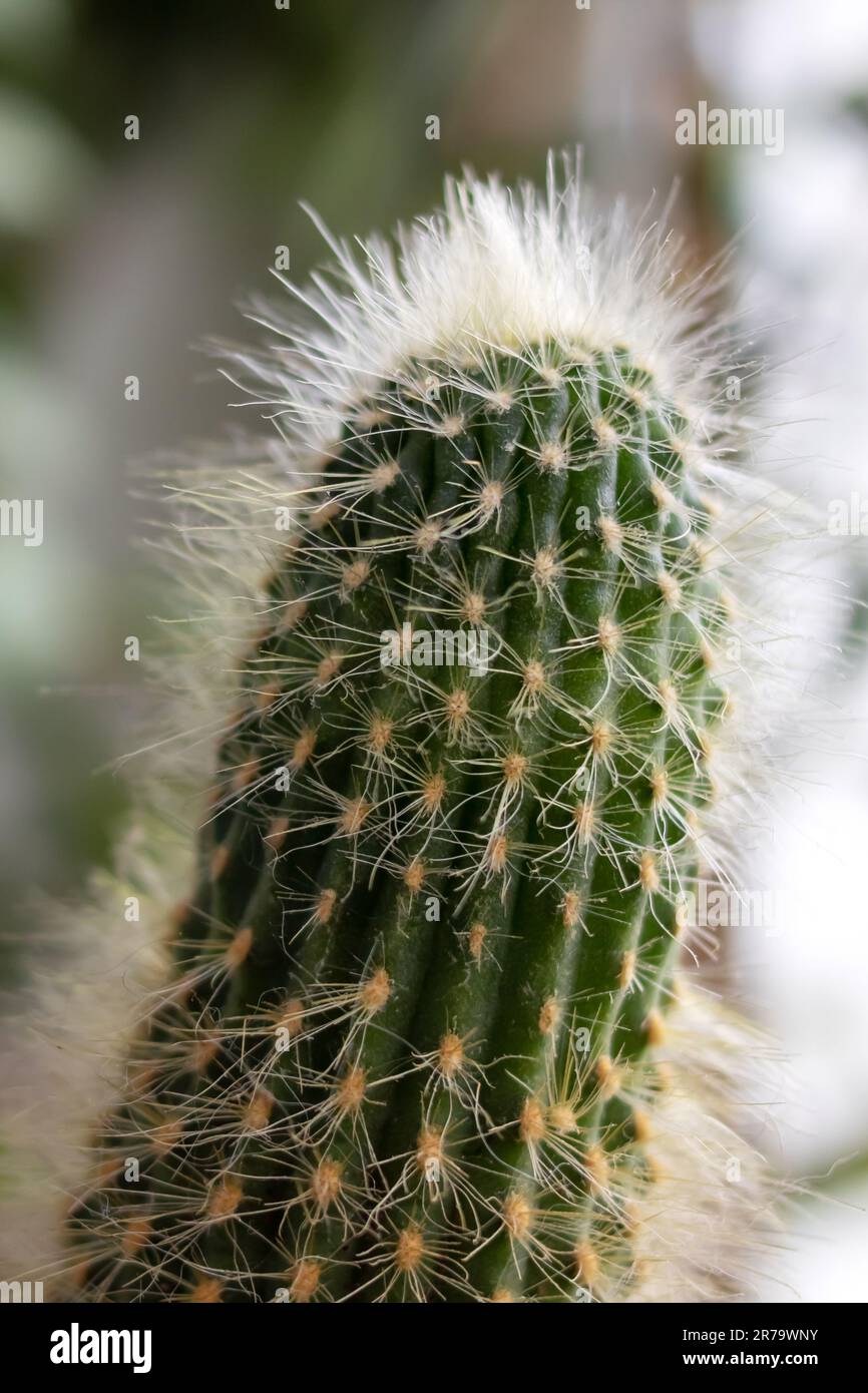 marginata toxic to cats Dracaena marginata – Diameter Plants