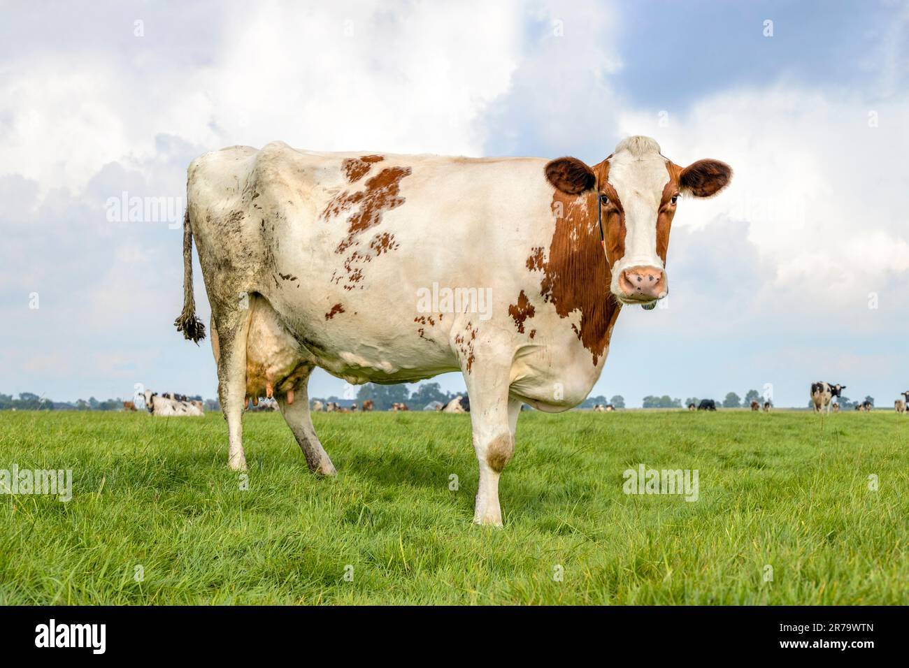 Eine Kuh steht in voller Länge vor der Vorderseite und bietet Platz für Kopien, rote und weiße Milchvieh, blauer Himmel und Horizont über Land in den Niederlanden Stockfoto