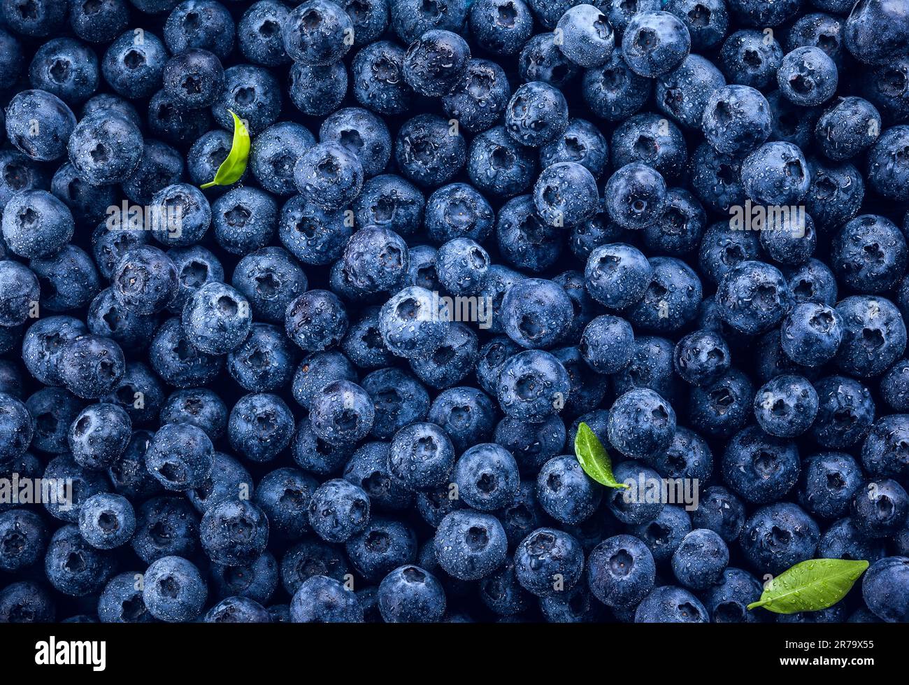 Frische Heidelbeeren mit Wassertropfen auf Blau Holz- Hintergrund. Ansicht von oben. Konzept der gesunde und nährende Essen Stockfoto