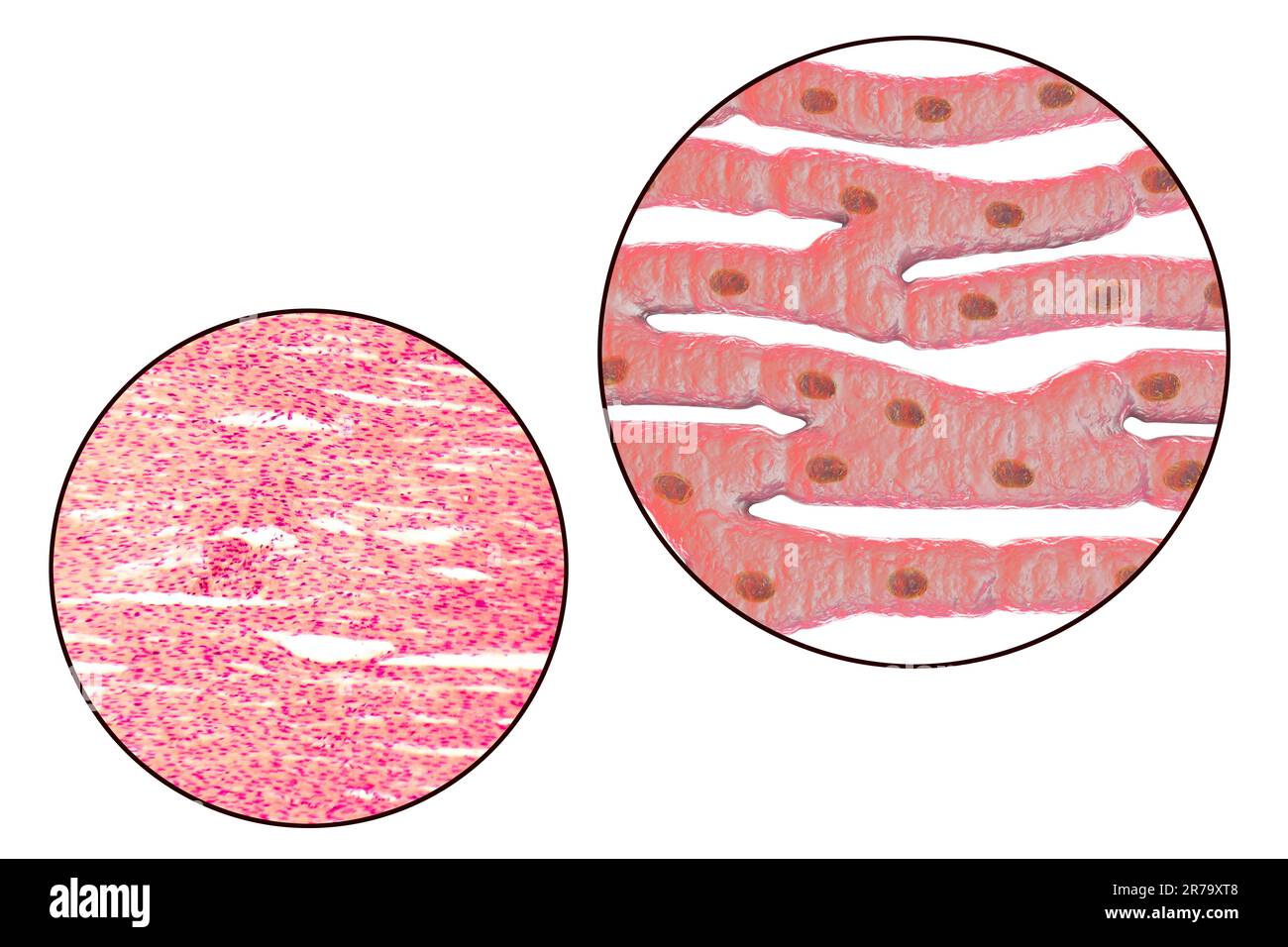 Histologische Struktur des Herzmuskels, 3D-Darstellung und Photomikrograph Stockfoto