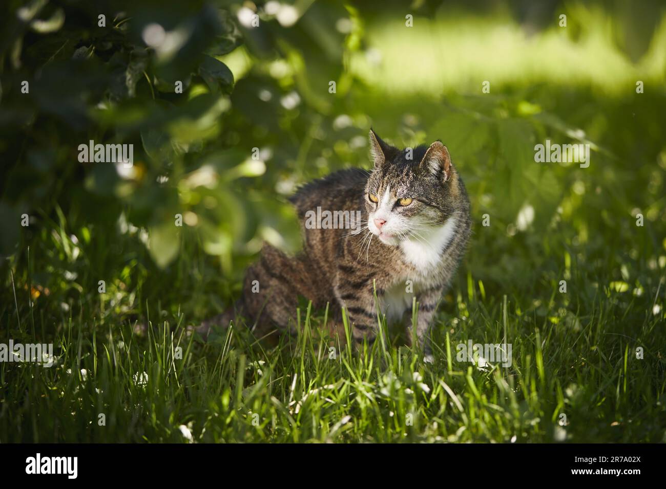 Die alte Tabby-Katze wartet im Gras unter dem Baum und sie ist bereit für die Jagd an sonnigen Tagen. Stockfoto
