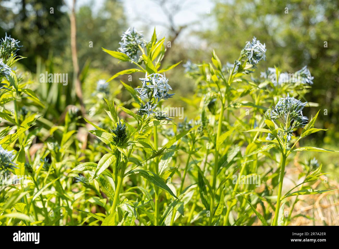 Zürich, Schweiz, 22. Mai 2023 ostbluestar oder Amsonia Tabernaemontana Blume im botanischen Garten Stockfoto