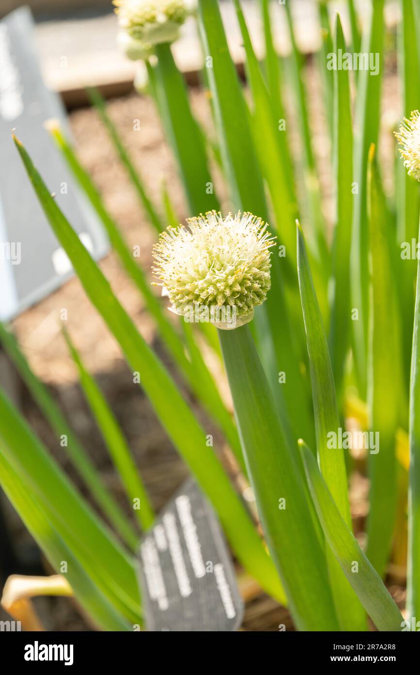 Zürich, Schweiz, 22. Mai 2023 Zwiebelbündel oder AlliumFistulosum