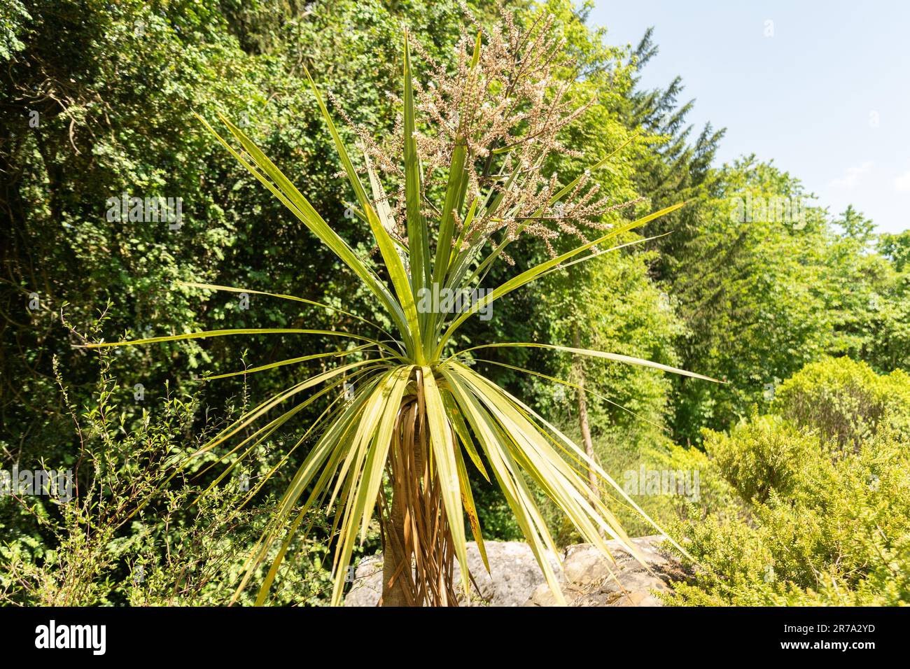 Zürich, Schweiz, 22. Mai 2023 Kohlbaum oder Cordyline Australis Pflanze im botanischen Garten Stockfoto