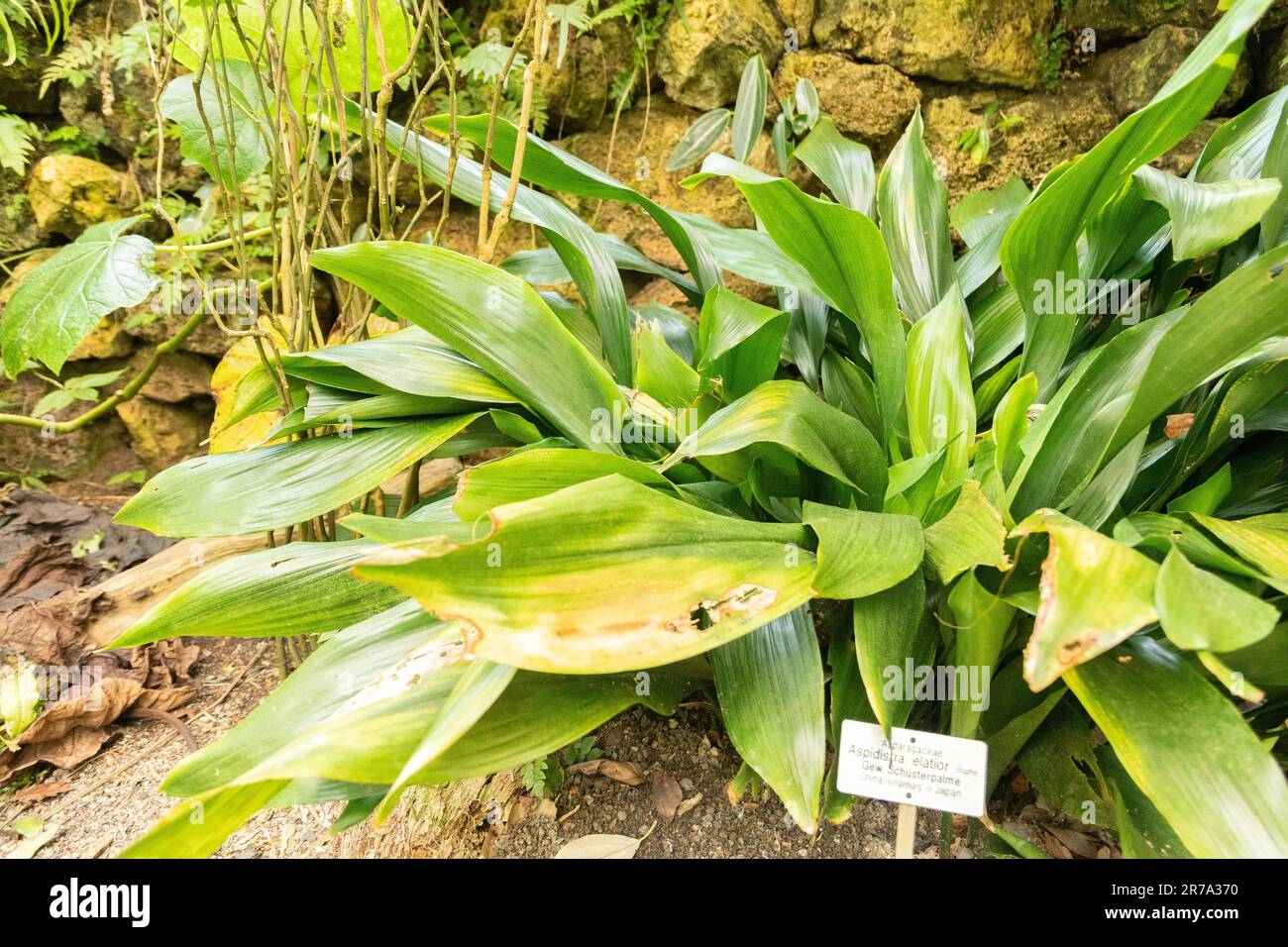 Zürich, Schweiz, 22. Mai 2023 Bar Room Plant oder Aspidistra Elatior im botanischen Garten Stockfoto
