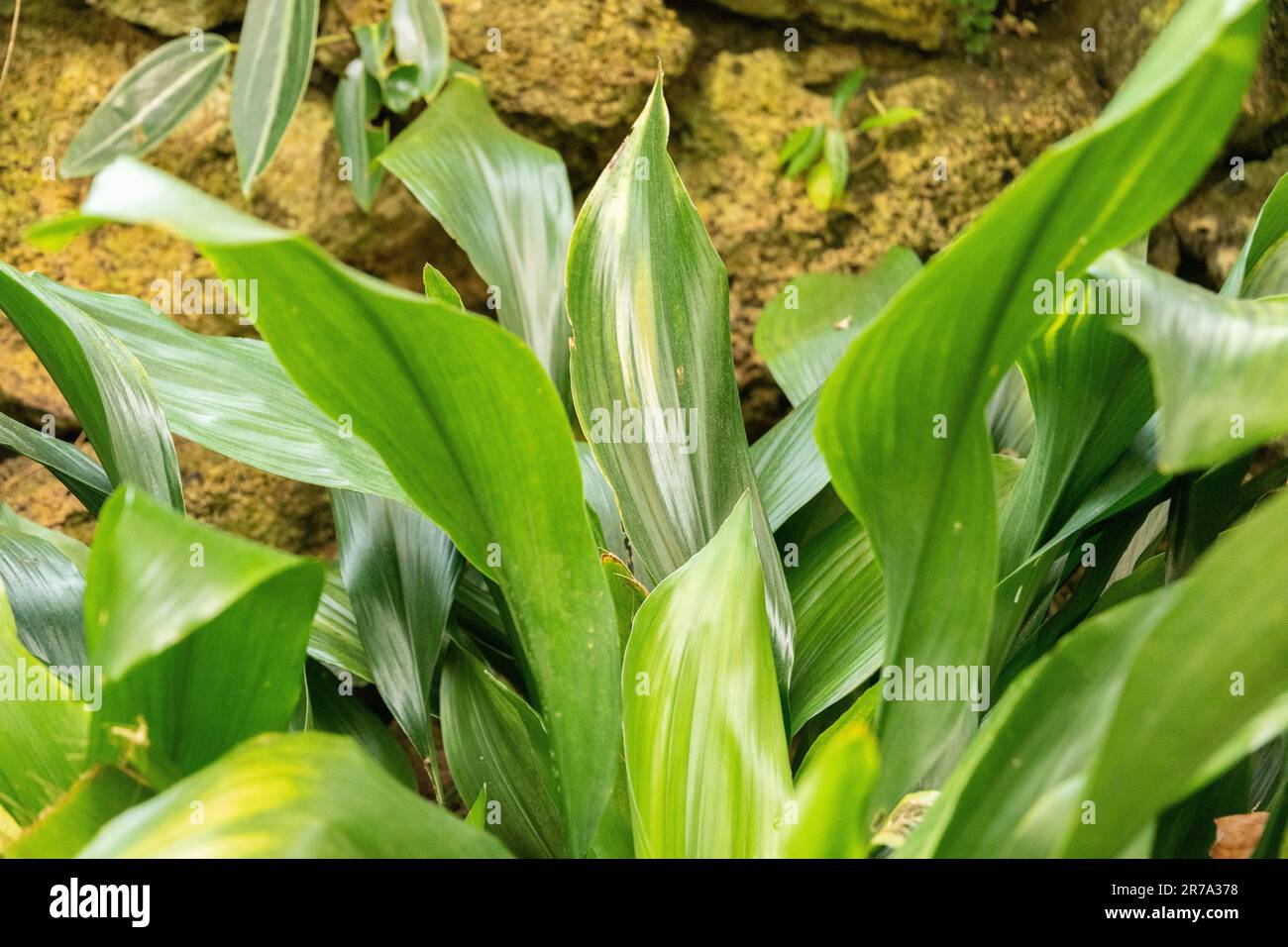 Zürich, Schweiz, 22. Mai 2023 Bar Room Plant oder Aspidistra Elatior im botanischen Garten Stockfoto