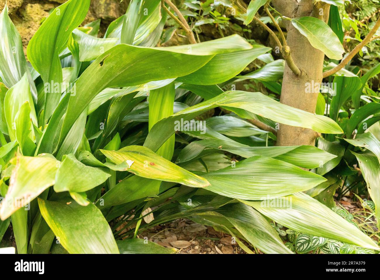 Zürich, Schweiz, 22. Mai 2023 Bar Room Plant oder Aspidistra Elatior im botanischen Garten Stockfoto