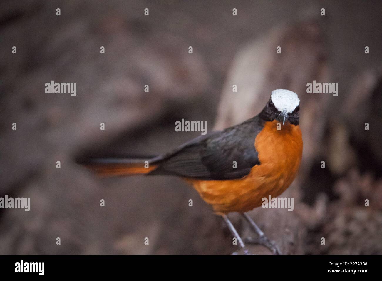 Ein wunderschöner, weiß gekrönter Rotkehlchen-Vogel, hoch oben auf einem Ast in seiner natürlichen Umgebung Stockfoto