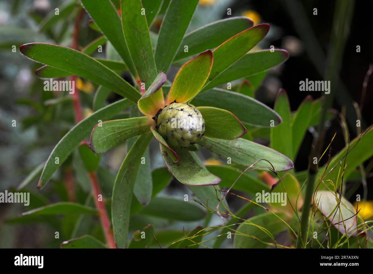 Leukadendron, Safari Sonnenuntergang, Blütenknospen Stockfoto