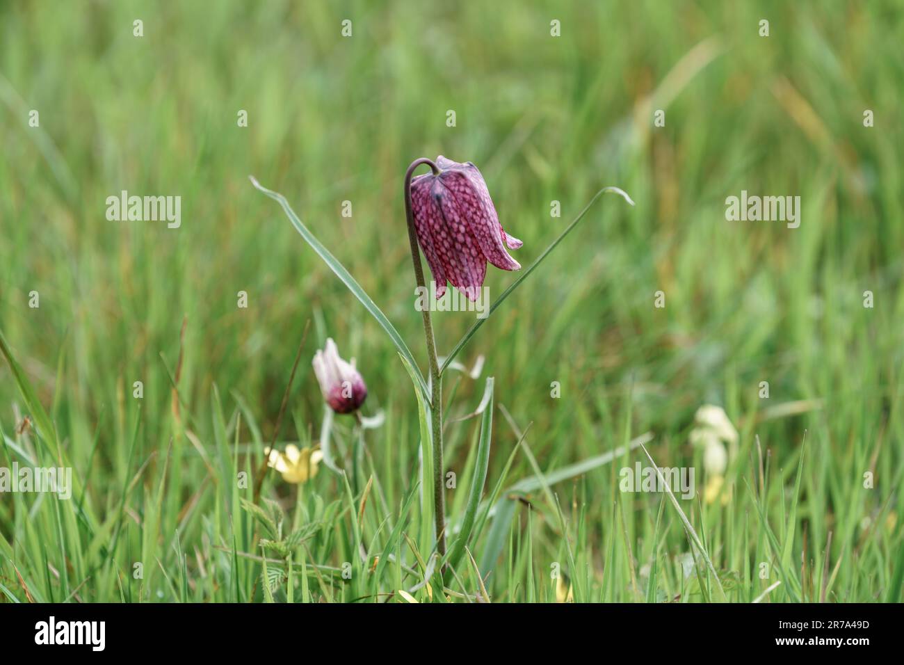 Auf einer wilden Blumenwiese in wiltshire wachsen Fregtillare Stockfoto